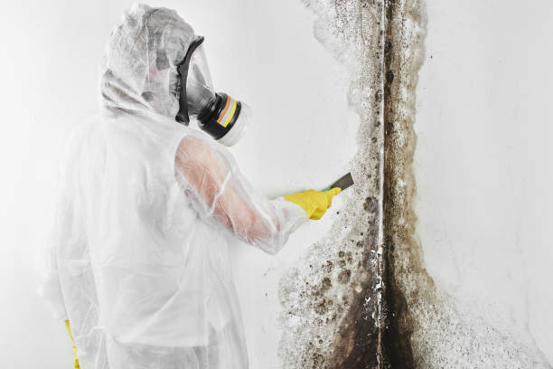 Winsted, CT Mold Removal Company