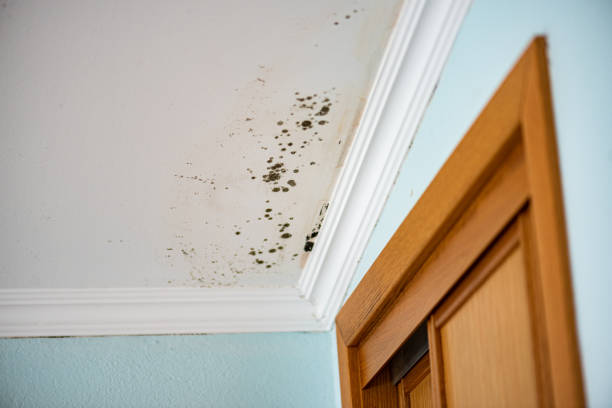 Mold Removal Process in Winsted, CT
