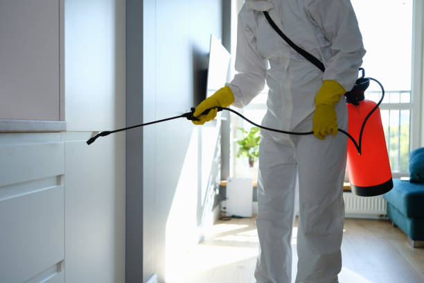 Attic Mold Removal in Winsted, CT