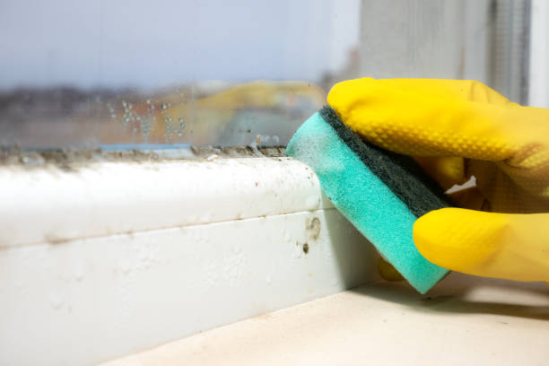 Best Affordable Mold Removal  in Winsted, CT