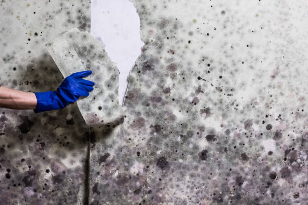 Best Certified Mold Removal  in Winsted, CT